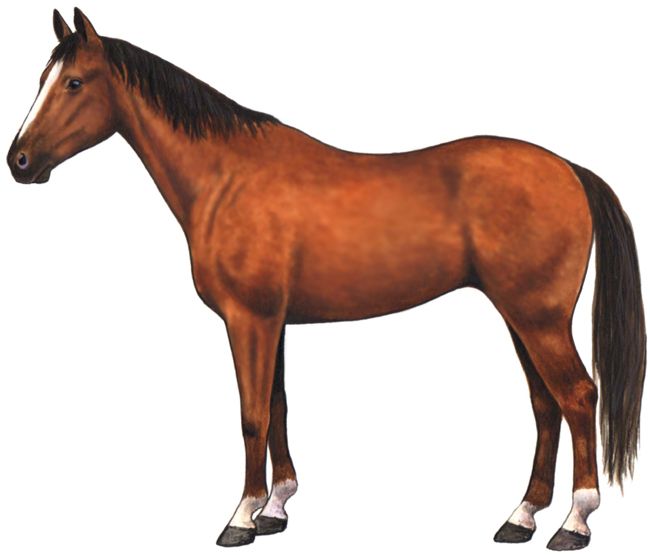 Horse